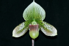 Paph. Hsinying Art Pie
